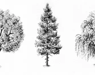 como desenhar uma árvore