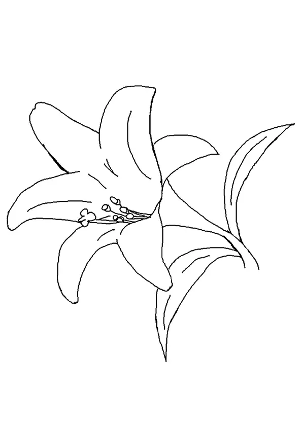 desenho de flores 1