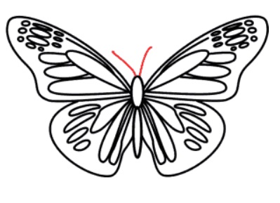 desenho de uma borboleta passo 12
