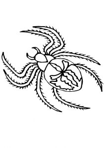 desenho de aranha para pintar 4