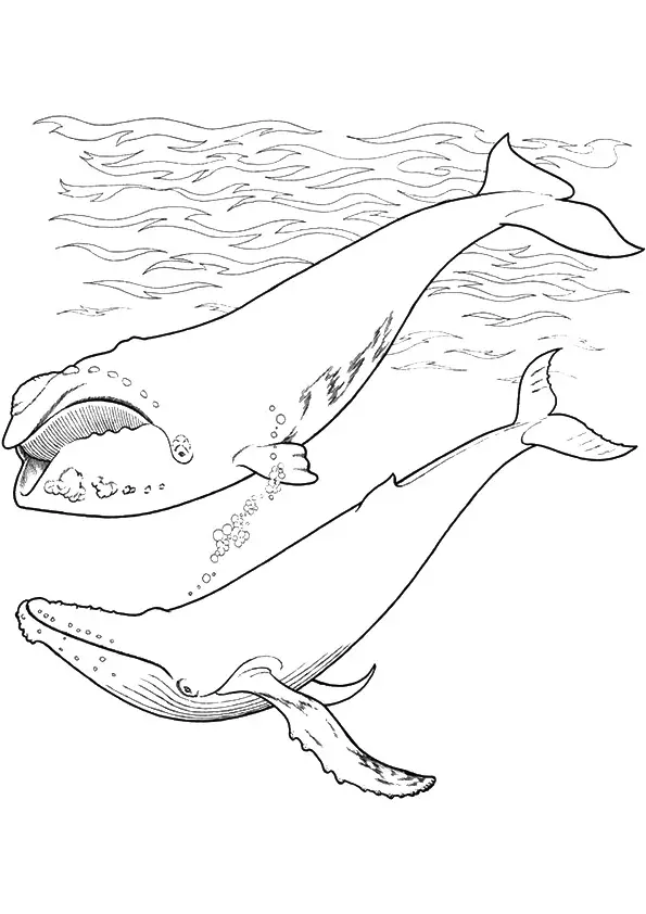 desenho de baleia para pintar 10