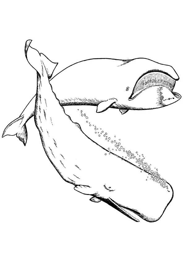 desenho de baleia para pintar 11