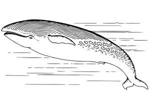 desenho de baleia para pintar 2