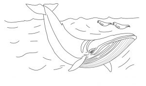 desenho de baleia para pintar 20