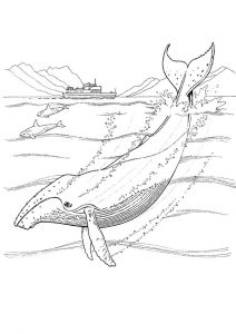 desenho de baleia para pintar 7