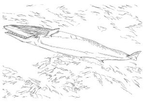 desenho de baleia para pintar 9