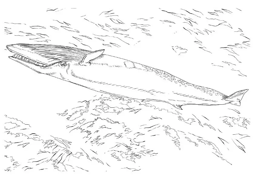 desenho de baleia para pintar 9