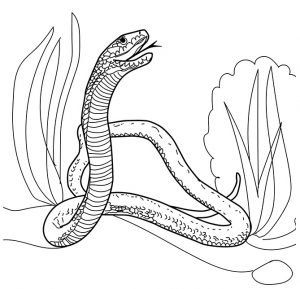 desenhos da cobra para pintar 21