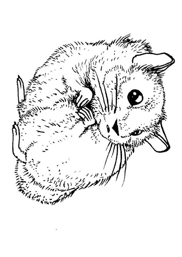 desenho de hamster para pintar 10