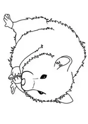 Featured image of post Imagem De Hamster Para Colorir Colorir com desenhos animais hamster simp tico