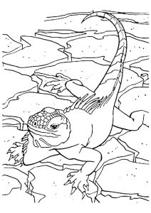 desenho de lagarto para pintar 4