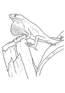 desenho de lagarto para pintar 6