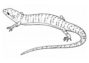 desenho de lagarto para pintar 7