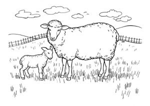 desenho de ovelha 4