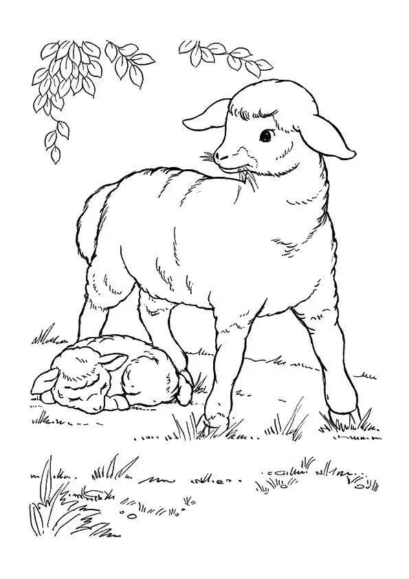 desenho de ovelha 5