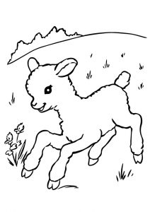 desenho de ovelha 6