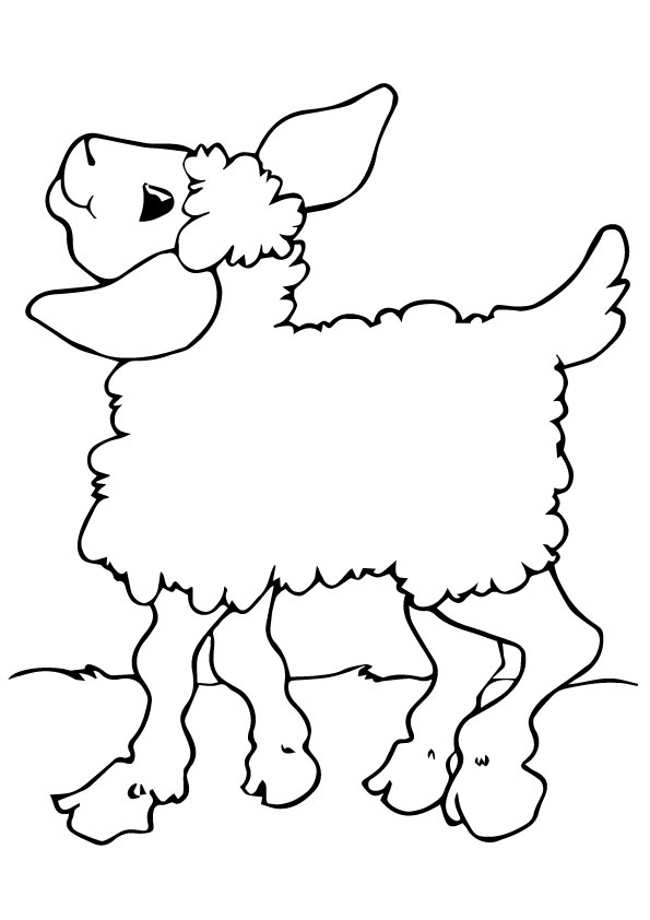 desenho de ovelha 8