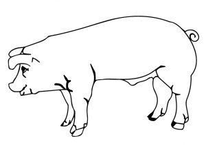 desenho de porco para pintar 4