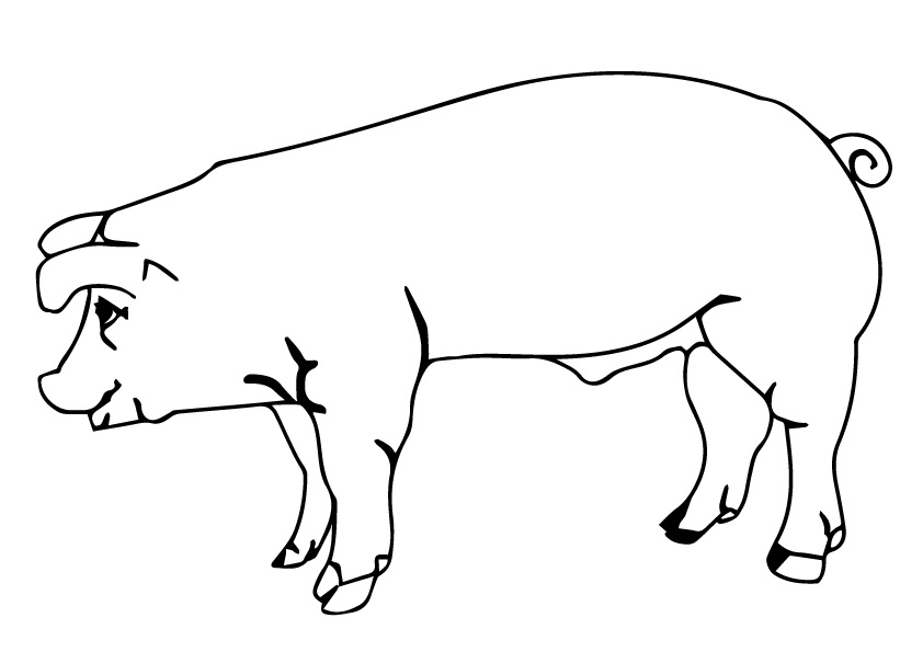 desenho de porco para pintar 4