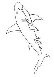 desenho de tubarão para pintar 4
