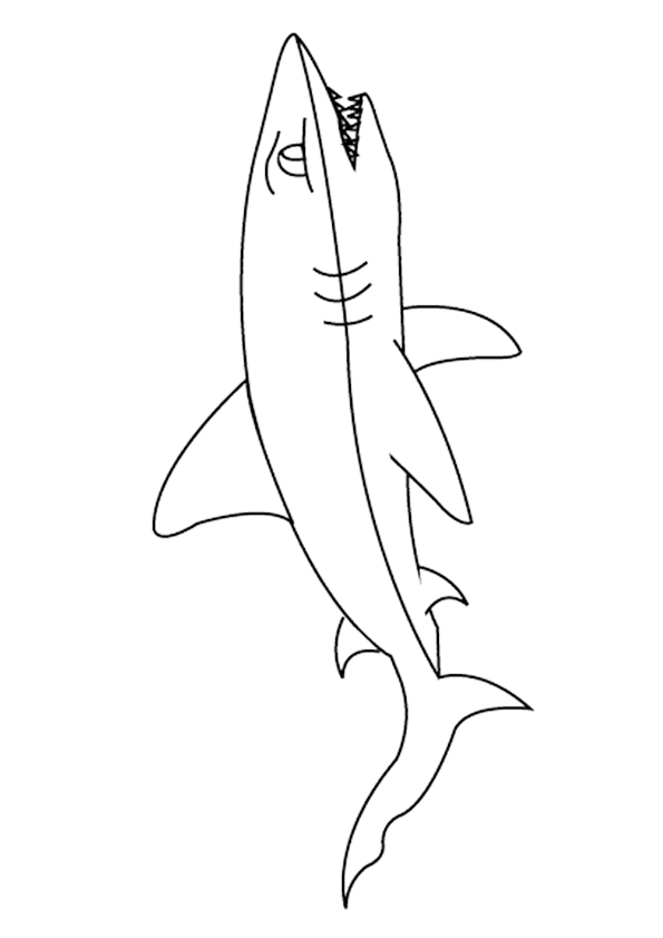 desenho de tubarão para pintar 5