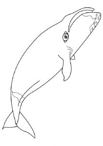 desenho de tubarão para pintar 8