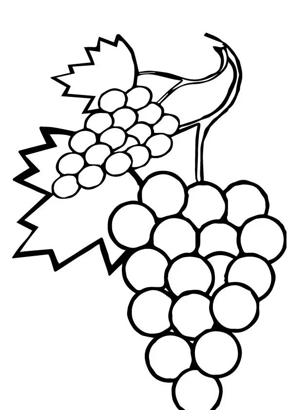 desenho de uva 9