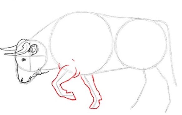 desenho do touro 16
