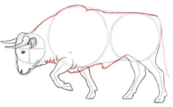 desenho do touro 18