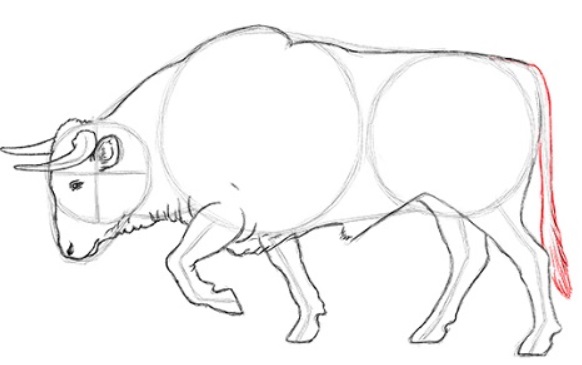 desenho do touro 19