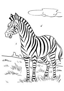 desenhos de zebra para pintar 6