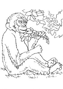 macaco para colorir 3