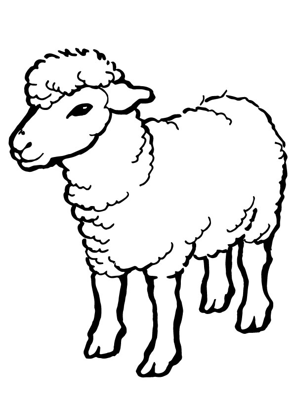 ovelha para pintar 5