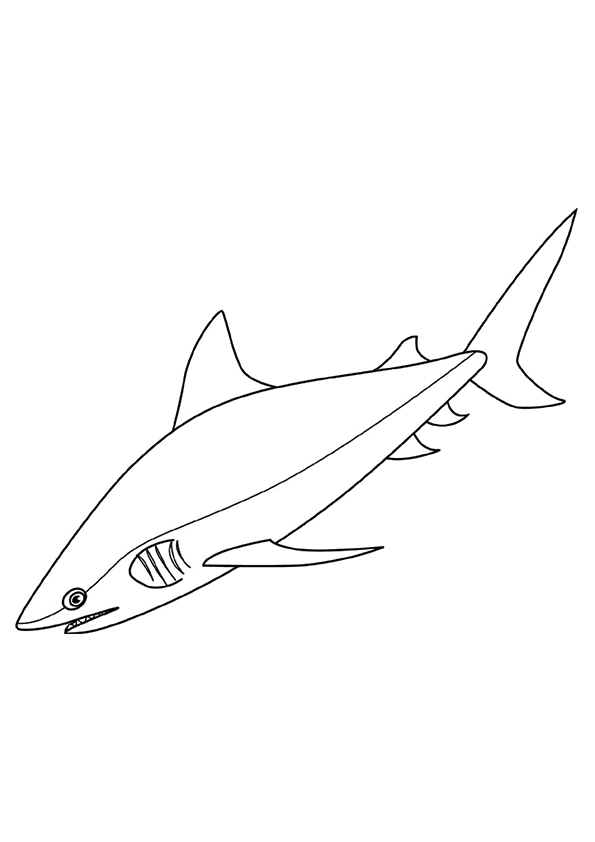 tubarão para colorir