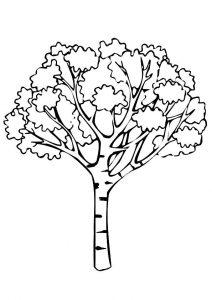 árvore 1