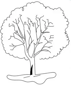 árvore 11