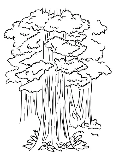 árvore 12