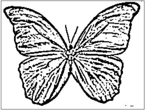 desenho de borboleta para colorir 1