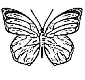 desenho de borboleta para colorir 11