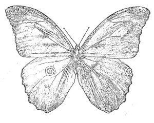 desenho de borboleta para colorir 12