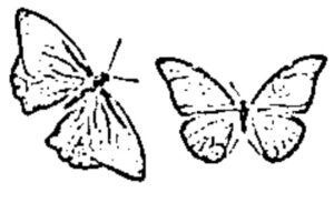 desenho de borboleta para colorir 15
