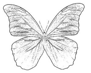 desenho de borboleta para colorir 2