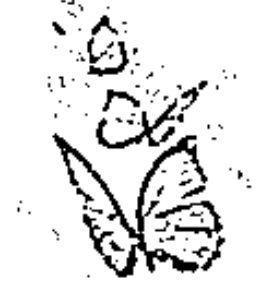 desenho de borboleta para colorir 20