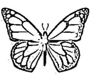 desenho de borboleta para colorir 3