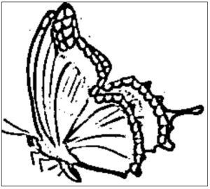 desenho de borboleta para colorir 4
