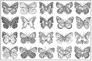 desenho de borboleta para colorir 5