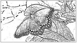 desenho de borboleta para colorir 7
