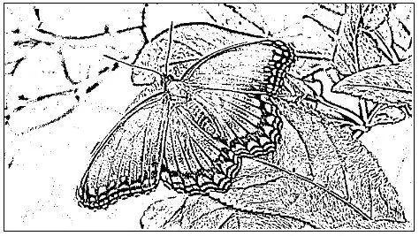 desenho de borboleta para colorir 7