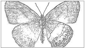 desenho de borboleta para colorir 8