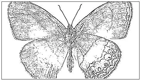 desenho de borboleta para colorir 8